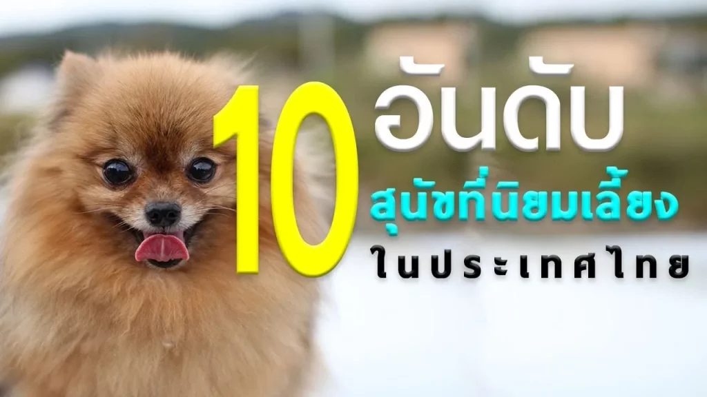 สุนัข น่าเลี้ยง 10 อันดับ